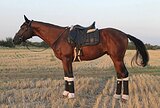 ЖЕРЕБЧИК В СПОРТ
