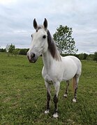 КОБЫЛА В ХОББИ
