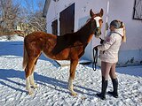 Молодая кобыла 