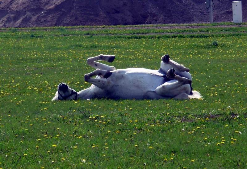 кобылка отдыхает...