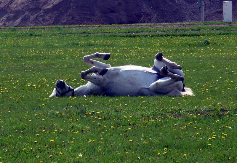 кобылка отдыхает...