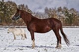 пони-класс в/х148см 2016г.р.