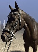 МЕРИН В ЛЮБИТЕЛЬСКУЮ ВЫЕЗД