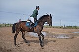 Кобыла тракен в матки/прыга