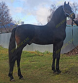 Кросс фриза