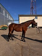 Мер. 2018 гр в выездку