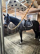 РВП жеребец 2023 гр