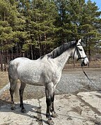 Мерин в конкур/хобби