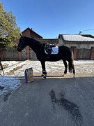 Лошадь юношеских езд в аренду