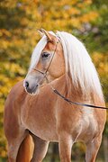 Пони с шикарной родословно