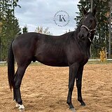 ТРАКЕНЕНСКИЙ МЕРИН 2 ГОДА 