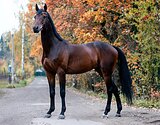 Мерин 