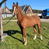 РЫЖИЙ ЖЕРЕБЕЦ 4 ГОДА