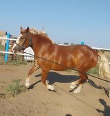 КОБЫЛА В ХОББИ