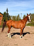 Красотка ахалтекинской пор