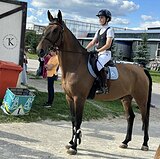 ГНЕДОЙ МЕРИН 170 СМ В ХОЛКЕ