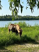 пони-класс в/х117см 2017г.р.