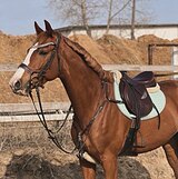 Мерин в конкур • активный