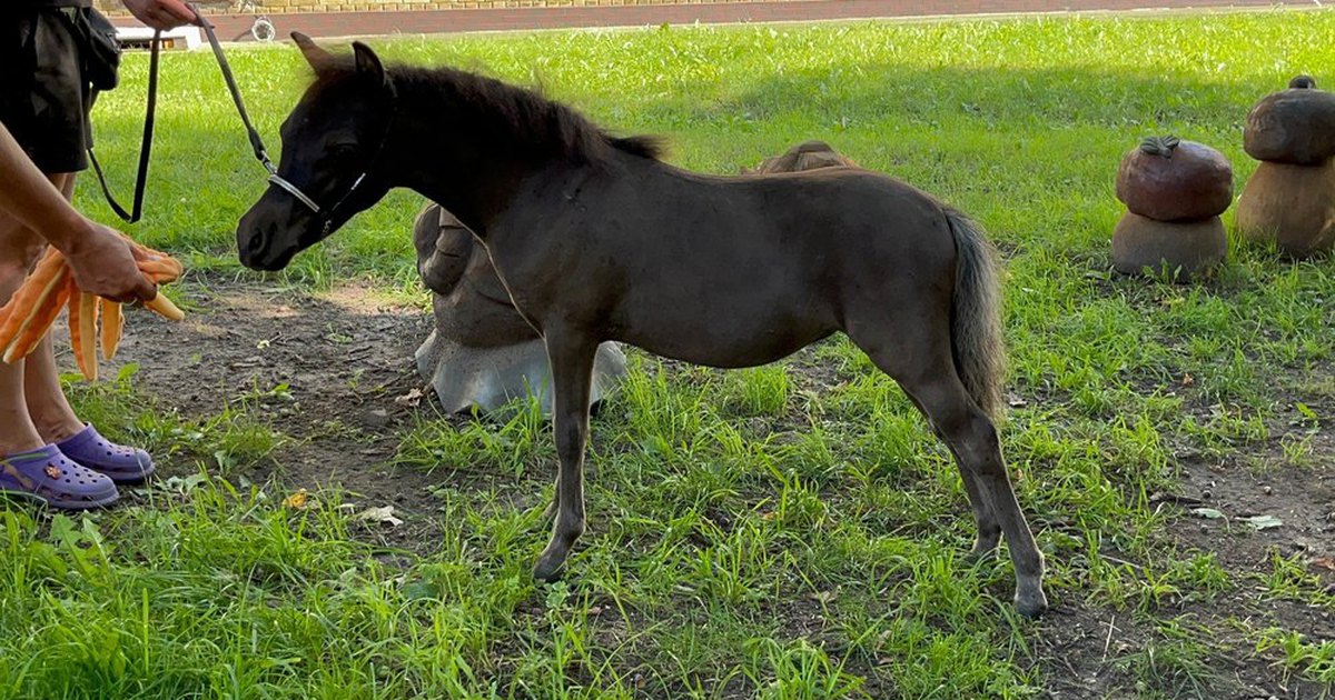 Лошадка москва. Лошадь и 17 летняя наездницы. Лошадь скинула девушку в Татарстан. Карабахскинь конь.