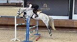 Жеребец под любого всадник