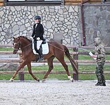 ганновер в выездку 