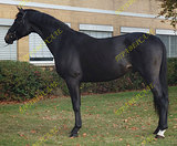  KWPN  Glamourdale