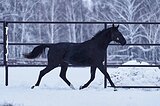 ганноверская кобыла в/х169см