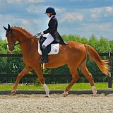 ГАННОВЕРСКИЙ МЕРИН НА СП1