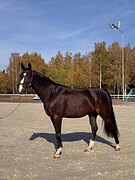 Мерин