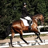 ПЕРСПЕКТИВЕН В ВЫЕЗДКУ 