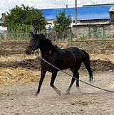 Тракен в спорт