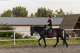 Мерин хобби-класс