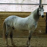 СЕРЫЙ ОРЛОВСКИЙ РЫСАК