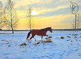 Жеребец