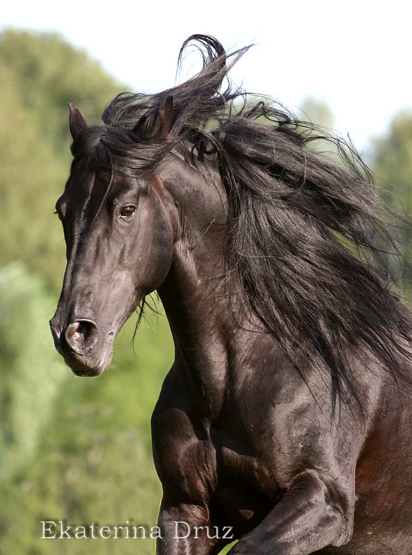 лошадь принадлежит Ксении Петровой