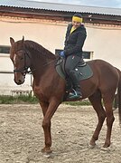 ИМПОРТ НИДЕРЛАНДЫ • В КОНК
