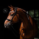 МЕРИН 5 ЛЕТ 180 СМ В ХОЛКЕ