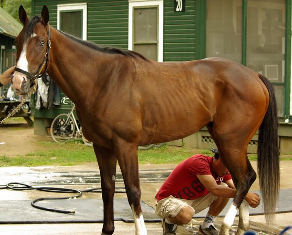 Saratoga 2011 год.