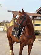 ганновер в выездку 