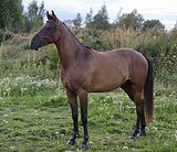 МЕРИН В ХОББИ