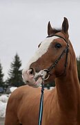 Смелый жеребец на маршруты