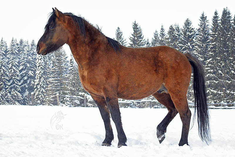 Вятская порода лошадей фото любимые фотографии - Майпанья - конники - equestrian.ru