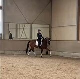 Мерин