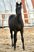 Кобылка 1425