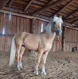 пони в детский спорт