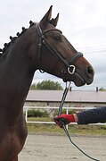 Внук Тоттиласа по папе