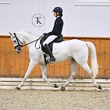 ПОНИ 142 СМ В ХОЛКЕ В ВЫЕЗДКУ 