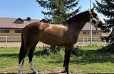 ИМПОРТНАЯ КОБЫЛА