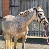 ПОНИ 135 СМ В ХОЛКЕ