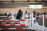 Уэльская кобыла недорого